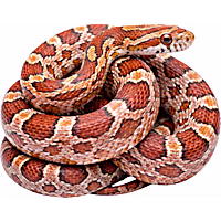 Corn Snake