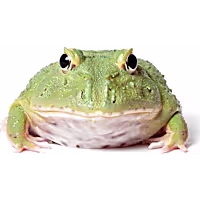 Matcha Pacman Frog