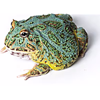 Samurai Blue Pacman Frog