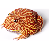 Strawberry Pacman Frog