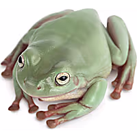 Australian White's Tree Frog