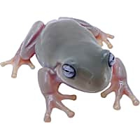 Blue-Eyed Whites Tree Frog