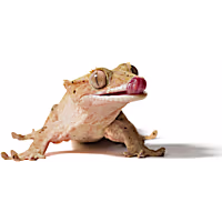 Crested Gecko (Correlophus ciliatus), 4-5" L