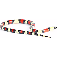 Apricot Pueblan Milk Snake