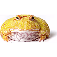 Lemon Yellow Pacman Frog