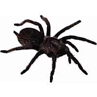 Curly Hair Tarantula