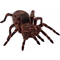 Chaco Golden Knee Tarantula