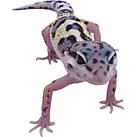 Leopard Gecko