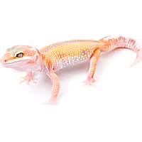 Albino Leopard Gecko