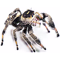 Regal Jumping Spider
