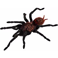 Greenbottle Blue Tarantula