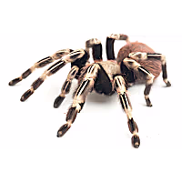 Brazilian Red & White Tarantula