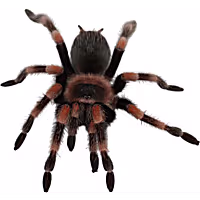 Mexican Red Knee Tarantula