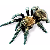 Mexican Rose Gray Tarantula