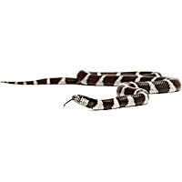 Eastern Kingsnake