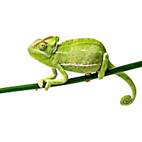 Veiled Chameleon