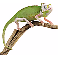 Piebald Veiled Chameleon (Chamaeleo calyptratus)