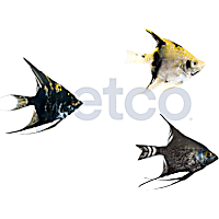 Mixed Angelfish
