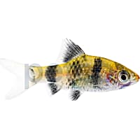 Black Ruby Barb