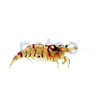 Red Tiger Shrimp