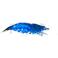 Blue Velvet Shrimp