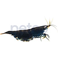 Black Phantom Shrimp