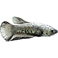 Male Black Platinum Dragon Betta