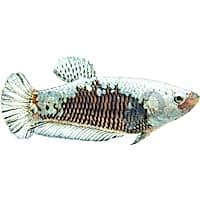 Female Black Samurai Plakat Betta
