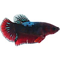 Male Black Vampire Plakat Betta