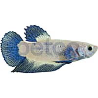 Male Blue Rim Betta
