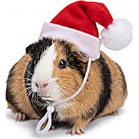 Petco Holiday Small Animal Santa Hat
