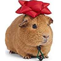 Petco Holiday Gift Bow Small Animal Headpiece