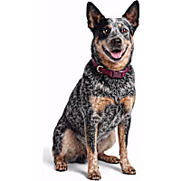 Petco Waterproof Odor-Resistant Adjustable Dog Collar