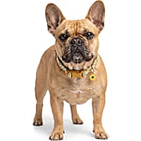 Petco Sunflower Adjustable Dog Collar