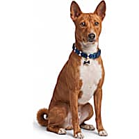 Petco Blue Plaid Adjustable Dog Collar
