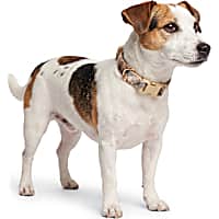Petco Tan Plaid Adjustable Dog Collar