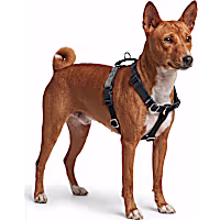 Petco Martingale Dog Harness