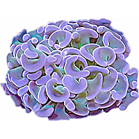 ORA Hammer Coral