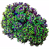 ORA Galaxea Coral