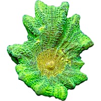 ORA Space Invader Pectinia Coral