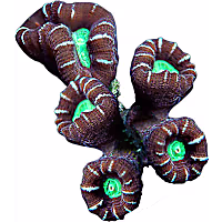 ORA Candy Cane Coral