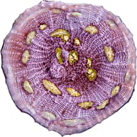 ORA Easter Egg Chalice Coral