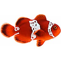 ORA Lightning Maroon Clownfish