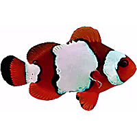 ORA LuxLightning Maroon Clownfish