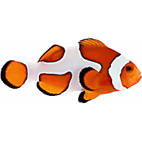 ORA Gladiator Clownfish