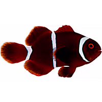 ORA Maroon Clown