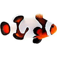 ORA Mocha Gladiator Clownfish