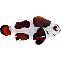 ORA Mocha Storm Clownfish