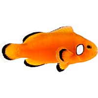 ORA Naked with Dots Ocellaris Clownfish