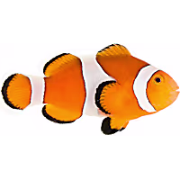 ORA Ocellaris Clownfish